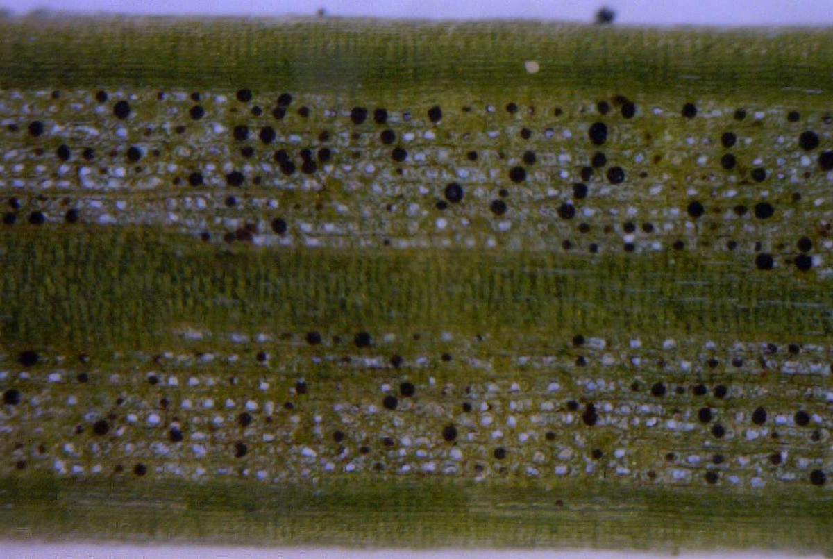 SNC Identification and Images Swiss Needle Cast Collective